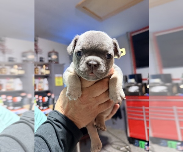 Medium Photo #1 French Bulldog Puppy For Sale in BURLINGTON, WI, USA