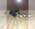 Small #13 Yorkshire Terrier
