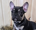 Puppy Hector French Bulldog