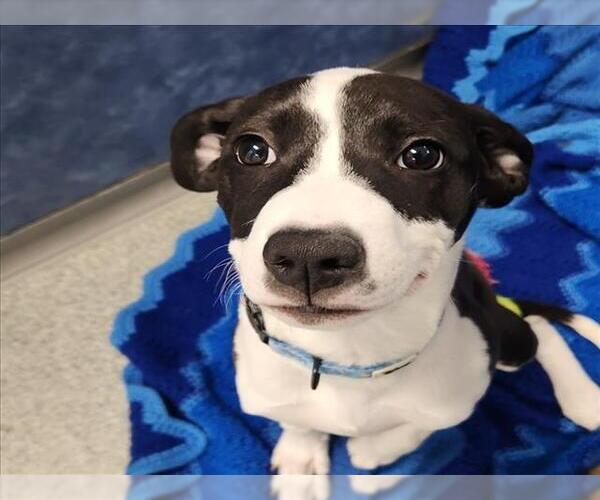 Medium Photo #1 German Shorthaired Pointer-Unknown Mix Puppy For Sale in Fort Collins, CO, USA