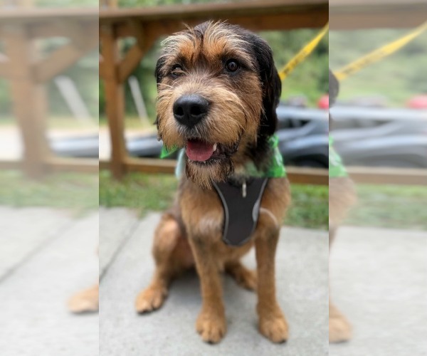 Medium Photo #3 Mutt Puppy For Sale in Greenville, SC, USA