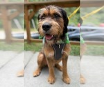 Small Photo #3 Mutt Puppy For Sale in Greenville, SC, USA