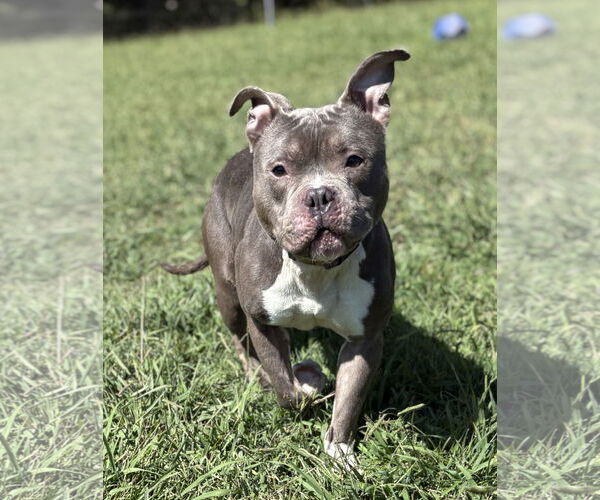 Medium Photo #2 American Pit Bull Terrier-Unknown Mix Puppy For Sale in Virginia Beach, VA, USA