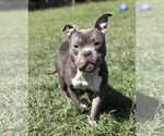 Small #1 American Pit Bull Terrier Mix