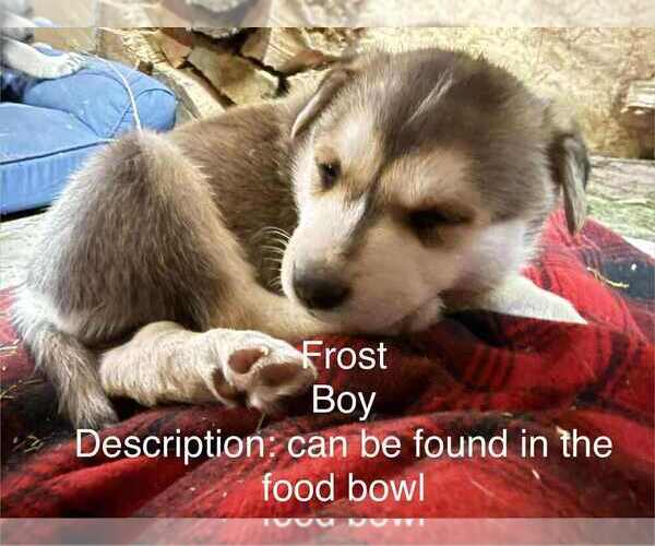 Medium Photo #1 Gerberian Shepsky Puppy For Sale in Aurora, IN, USA