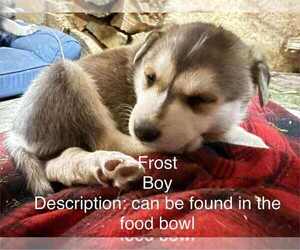 Gerberian Shepsky Dogs for adoption in Aurora, IN, USA