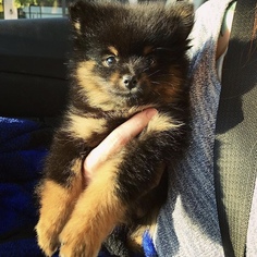 Pomeranian Puppy for sale in NEWPORT NEWS, VA, USA