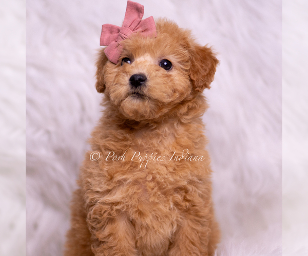 Medium Photo #25 Goldendoodle (Miniature) Puppy For Sale in WARSAW, IN, USA