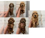 Small Goldendoodle