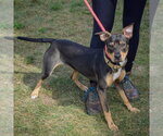 Small Photo #2 Jack Russell Terrier-Unknown Mix Puppy For Sale in Huntley, IL, USA