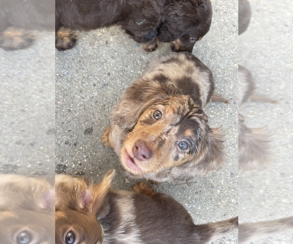 Medium Photo #2 Dachshund Puppy For Sale in KILN, MS, USA