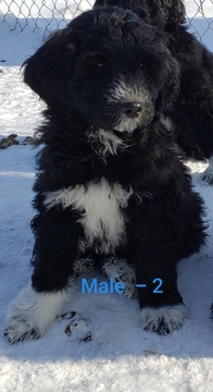 Medium Photo #10 Pyredoodle Puppy For Sale in GOWER, MO, USA