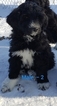 Small Photo #10 Pyredoodle Puppy For Sale in GOWER, MO, USA