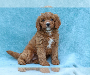 Cavapoo Litter for sale in ETNA GREEN, IN, USA