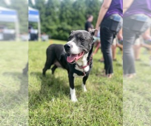 American Staffordshire Terrier-Labrador Retriever Mix Dogs for adoption in Holly Springs, NC, USA