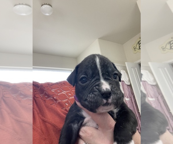 Medium Photo #7 Boxer Puppy For Sale in CONROE, TX, USA