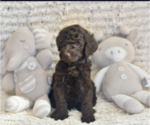 Small #2 Labradoodle mix (+ Poodle Standard)