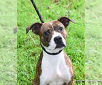 Small #2 American Pit Bull Terrier Mix