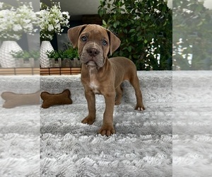 Olde English Bulldogge Puppy for Sale in GREENFIELD, Indiana USA