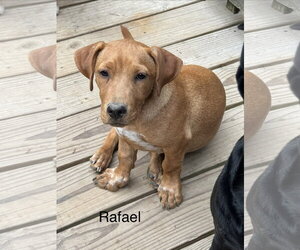 Labrador Retriever-Unknown Mix Dogs for adoption in Sterling, MA, USA