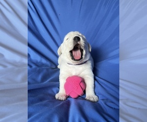 Golden Labrador Puppy for sale in LIVE OAK, FL, USA