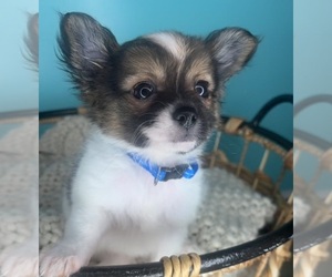 Chihuahua Puppy for sale in CHARLOTTE, NC, USA