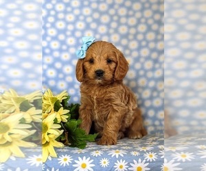 Goldendoodle (Miniature) Puppy for sale in QUARRYVILLE, PA, USA