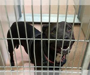 American Staffordshire Terrier-Unknown Mix Dogs for adoption in Ogden, UT, USA