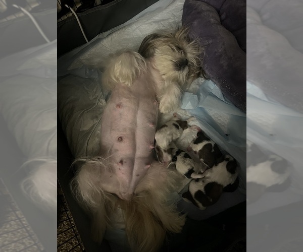 Medium Photo #10 Shih Tzu Puppy For Sale in MEMPHIS, TN, USA