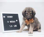 Small Photo #5 Pyredoodle Puppy For Sale in NIXA, MO, USA