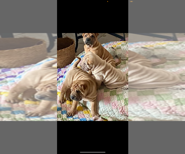 Medium Photo #3 Chinese Shar-Pei Puppy For Sale in PORT SAINT LUCIE, FL, USA