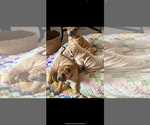 Small #2 Chinese Shar-Pei