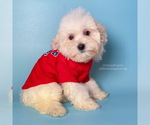 Small Photo #3 Maltipoo Puppy For Sale in BREA, CA, USA