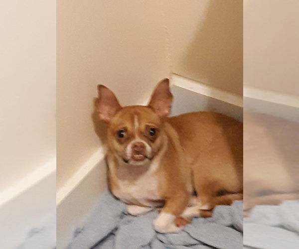 Medium Photo #1 Chihuahua Puppy For Sale in DAVIS CROSSROADS, SC, USA