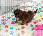 Small #8 ShihPoo