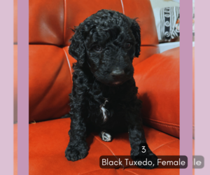 Double Doodle Puppy for sale in WASHINGTON, DC, USA