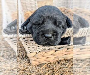 Labrador Retriever Puppy for sale in DUNN, NC, USA