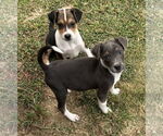 Small #4 Labrador Retriever Mix
