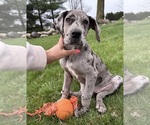 Small #3 Great Dane
