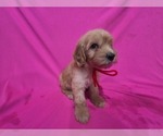 Small #2 Goldendoodle