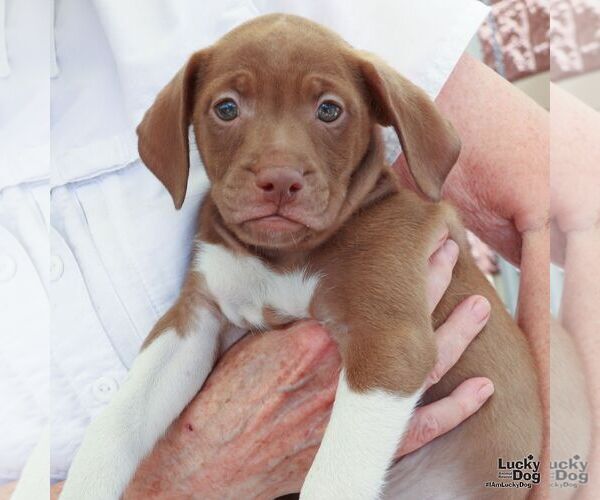 Medium Photo #3 Labrador Retriever-Unknown Mix Puppy For Sale in Washington, DC, USA