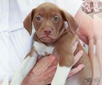 Small #2 Labrador Retriever Mix