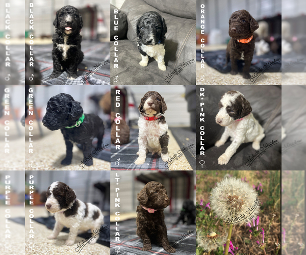 Medium Photo #1 Poodle (Standard) Puppy For Sale in SUFFOLK, VA, USA
