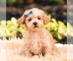 Small Photo #16 Maltipoo (Miniature) Puppy For Sale in WARSAW, IN, USA