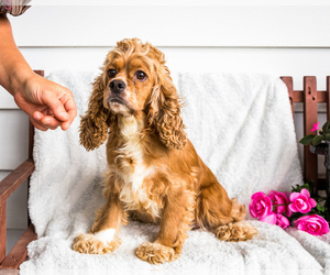 Mother of the Cocker Spaniel puppies born on 06/24/2025