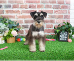 Small #5 Schnauzer (Miniature)