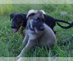 Shepweiller Puppy for sale in MC INTYRE, GA, USA