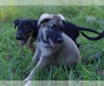 Small Shepweiller