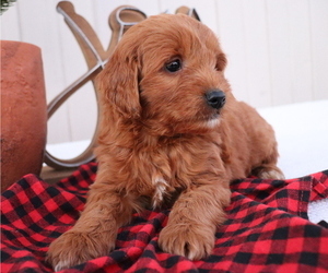 Goldendoodle (Miniature) Puppy for sale in HONEY BROOK, PA, USA