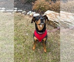Small #1 Doberman Pinscher Mix